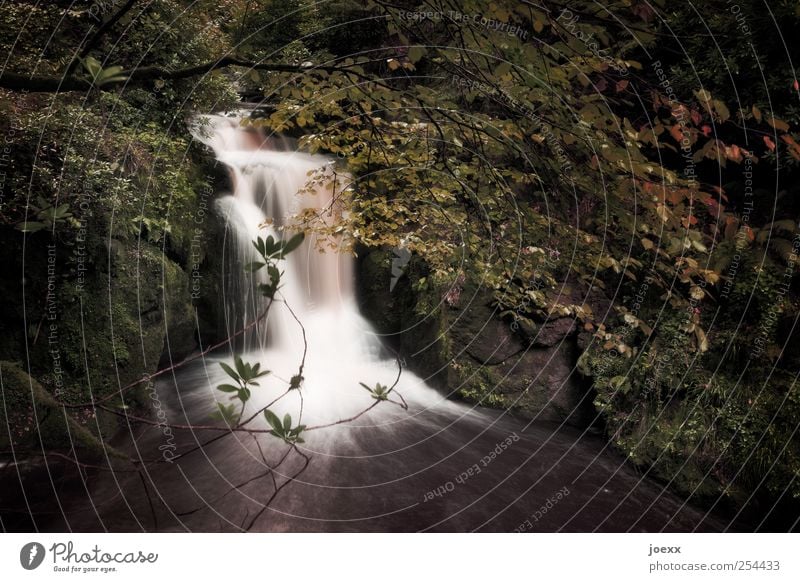 Unter der Brücke Natur Wasser Wald Bach Wasserfall Gefühle Kraft Romantik Beginn Einsamkeit Idylle Farbfoto Gedeckte Farben Außenaufnahme Menschenleer Licht