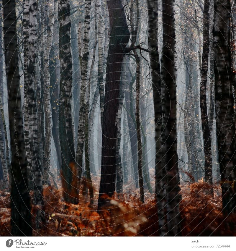 Herbst Umwelt Natur Landschaft Pflanze schlechtes Wetter Nebel Regen Baum Farn Birke Wald dunkel braun weiß Verfall Baumstamm Dunst Farbfoto Außenaufnahme