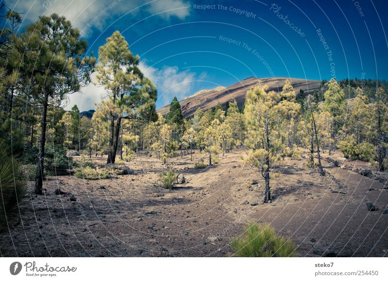 no grass land Landschaft Himmel Wolken Wald Felsen Gipfel Wege & Pfade wandern trocken blau braun grün karg Teneriffa Pinie Lavafeld Teide Farbfoto