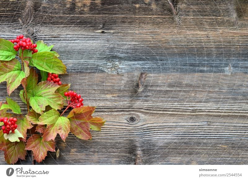 buntes Laub auf einem Holz Hintergrund Basteln Sommer Natur Pflanze Herbst Blume Blatt blau rot Hintergrundbild Beeren Viburnum Buche Dahlien buntfrüchte Ernte