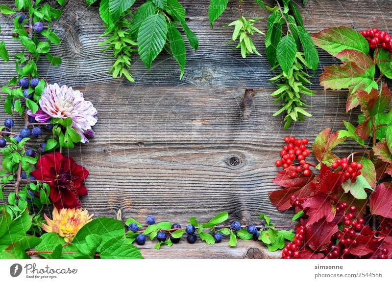 buntes Laub und Dahlien Holz Hintergrund Basteln Sommer Natur Pflanze Herbst Blume Blatt blau rot Hintergrundbild Beeren Viburnum Buche buntfrüchte Ernte