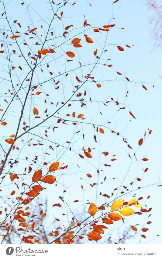 schwungvoll durch den Herbst harmonisch Erholung ruhig Meditation Erntedankfest Natur Pflanze Himmel Baum Sträucher Garten Park leuchten blau braun gelb