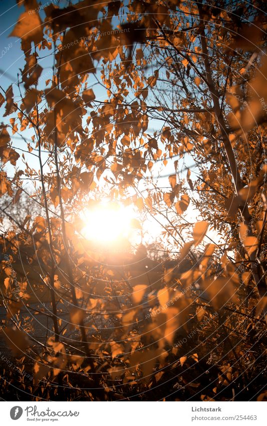 goldener herbst Glück Ausflug Freiheit Natur Luft Himmel Sonnenlicht Herbst Baum Birke Garten Park Bewegung trocken blau gelb Gefühle Lebensfreude Farbfoto