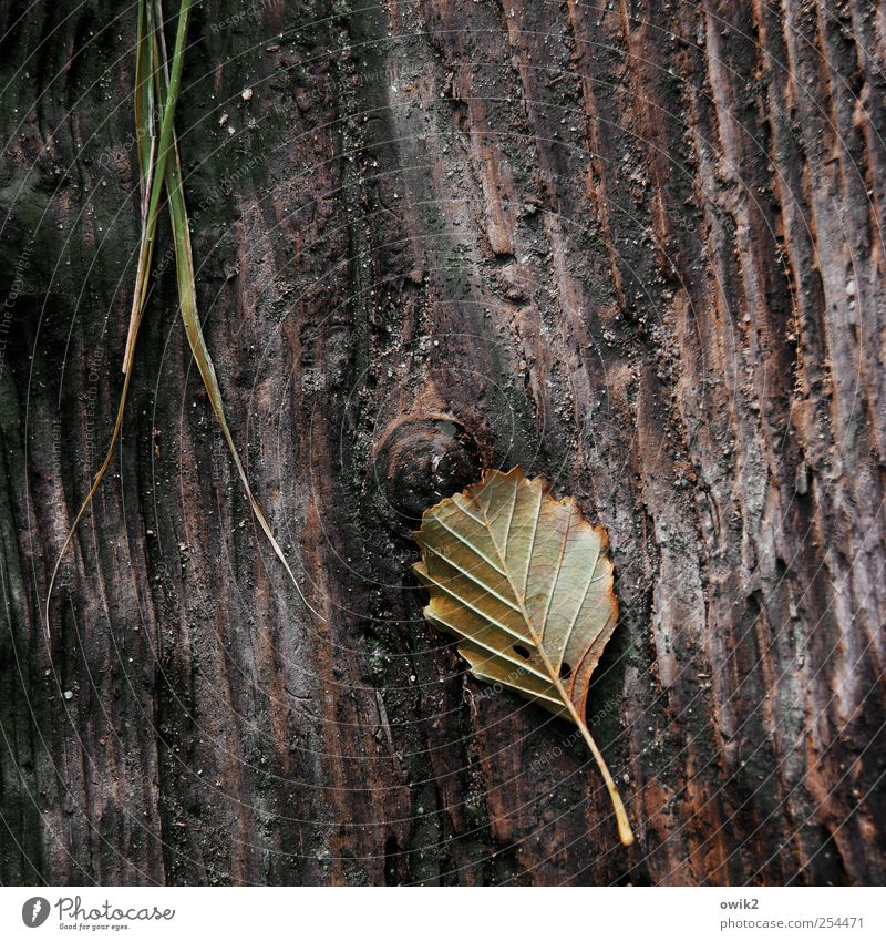 Altes Blatt Umwelt Natur Pflanze Urelemente Gras Holz liegen verblüht dehydrieren dunkel dünn einfach klein nah natürlich trist wild ruhig bescheiden sparsam