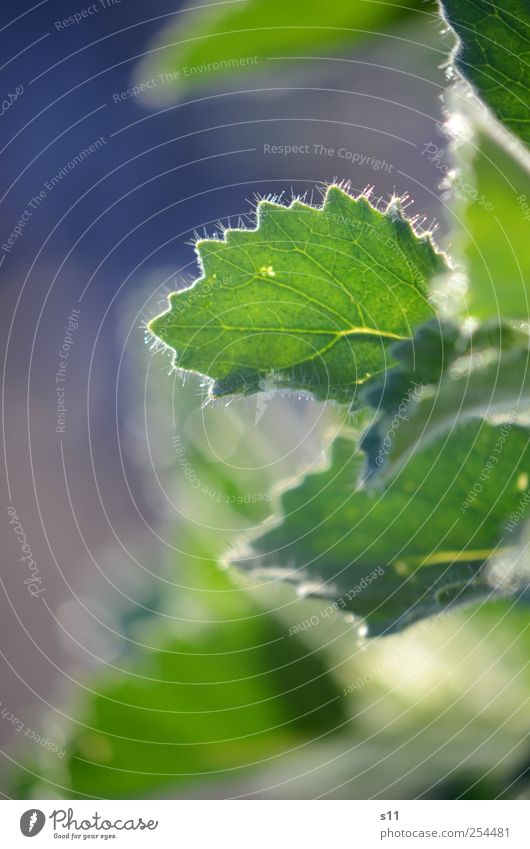 Wintersonne Natur Pflanze Herbst Blatt Wildpflanze ästhetisch außergewöhnlich elegant exotisch Fröhlichkeit glänzend hell kalt Spitze stachelig blau grün