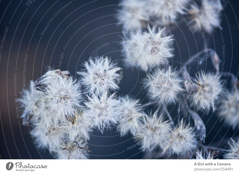 Chamansülz l fluffy Umwelt Natur Pflanze Herbst Blume Samenpflanze Feld außergewöhnlich natürlich blau weiß viele mehrere Gedeckte Farben Außenaufnahme