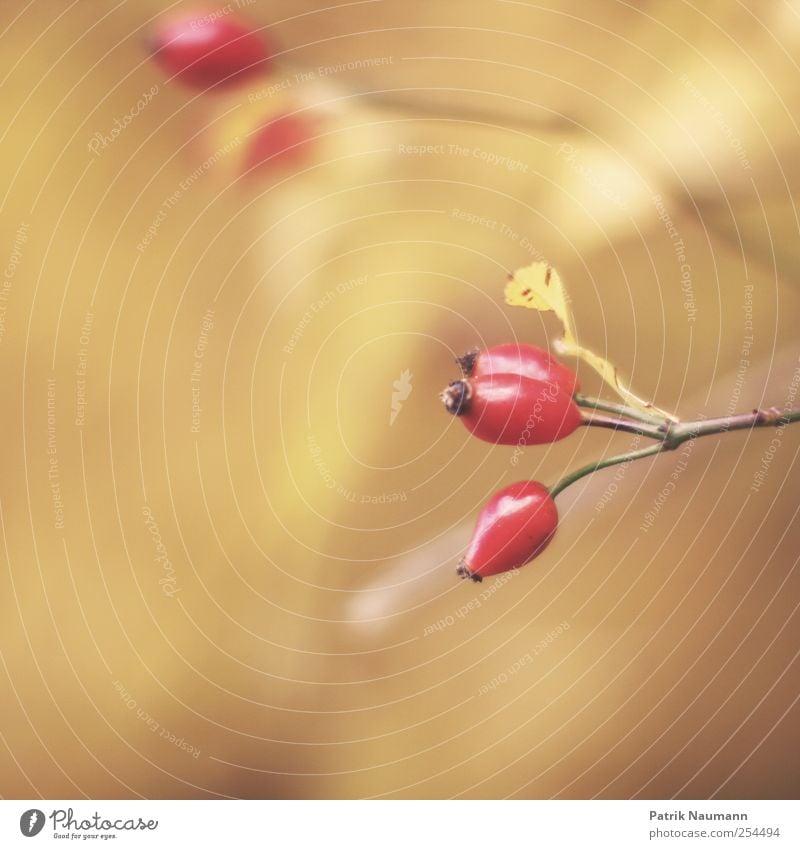 Hagebutte Natur Pflanze Herbst Schönes Wetter Sträucher Nutzpflanze Blühend Duft genießen verblüht ästhetisch elegant nah natürlich rund saftig sauer gelb gold