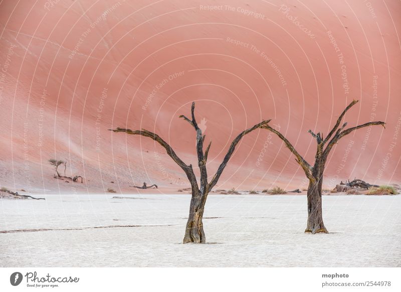 Zu Zweit ist man weniger alleine Ferien & Urlaub & Reisen Tourismus Ferne Safari Umwelt Natur Landschaft Sand Klima Wärme Dürre Baum Wüste Dead Vlei braun