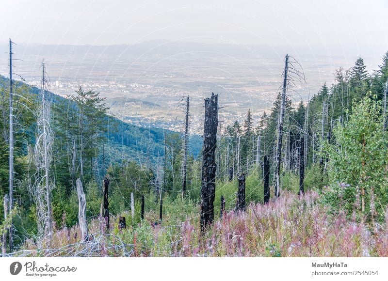 Nach einem Waldbrand Berge u. Gebirge Umwelt Natur Landschaft Himmel Klima Baum Gras heiß natürlich wild Tod Desaster Zerstörung Feuer verbrannt hinten brennend