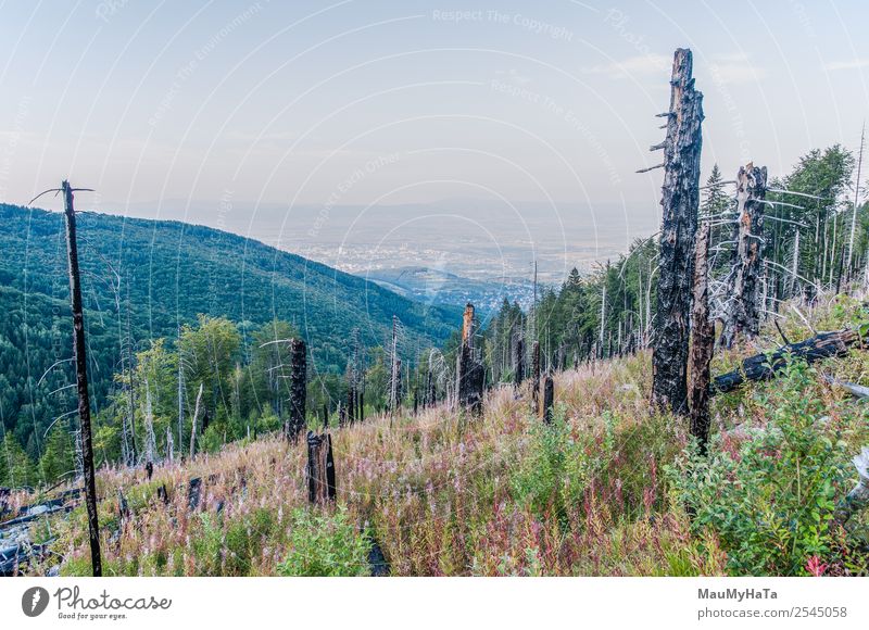 Nach einem Waldbrand Berge u. Gebirge Umwelt Natur Landschaft Himmel Klima Baum Gras heiß natürlich wild Tod Desaster Zerstörung Feuer verbrannt hinten brennend