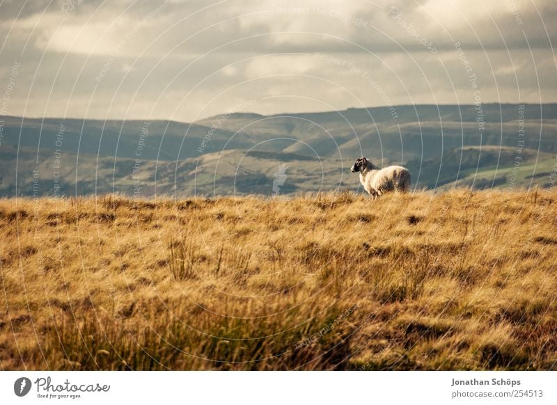 Peak District VIII Umwelt Natur Landschaft Pflanze Tier Klima Schönes Wetter Nutztier Schaf 1 braun Gras Wiese Außenaufnahme Bauernhof Einsamkeit Aussicht