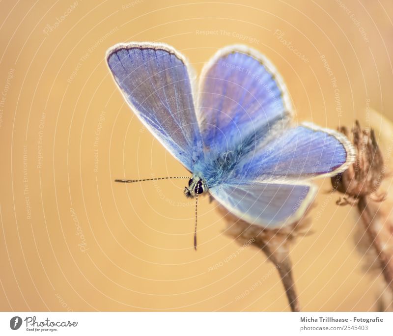 Bläuling im Abendlicht Natur Tier Sonnenlicht Sommer Schönes Wetter Blume Wiese Wildtier Schmetterling Tiergesicht Flügel Bläulinge Fühler 1 beobachten Fressen