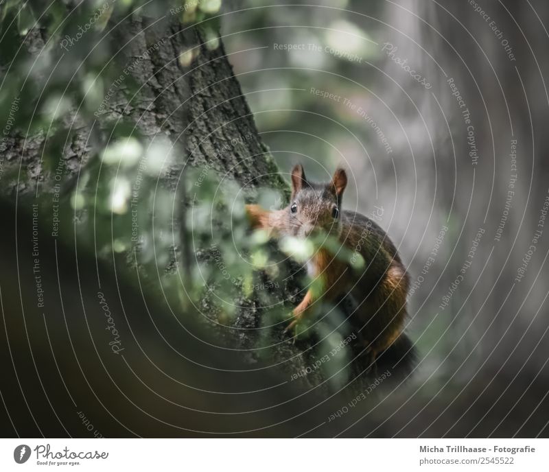 Aufmerksames Eichhörnchen Natur Tier Sonne Sonnenlicht Schönes Wetter Baum Blatt Wald Wildtier Tiergesicht Fell Krallen Pfote Nagetiere 1 beobachten glänzend