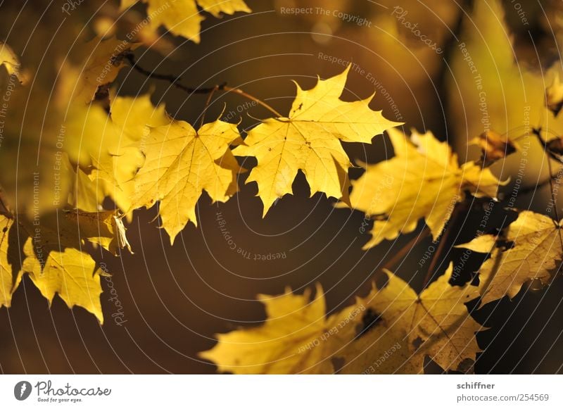 Farbrausch V Pflanze Herbst Baum Blatt gelb leuchten leuchtende Farben Herbstlaub Indian Summer Ahorn Ahornblatt Ahornzweig herbstlich Herbstfärbung Blätterdach