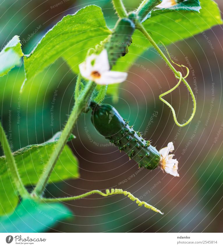 Busch mit einer grünen Gurke Gemüse Sommer Garten Natur Pflanze Blume Blatt Essen Wachstum frisch natürlich Farbe Salatgurke jung Gesundheit Lebensmittel