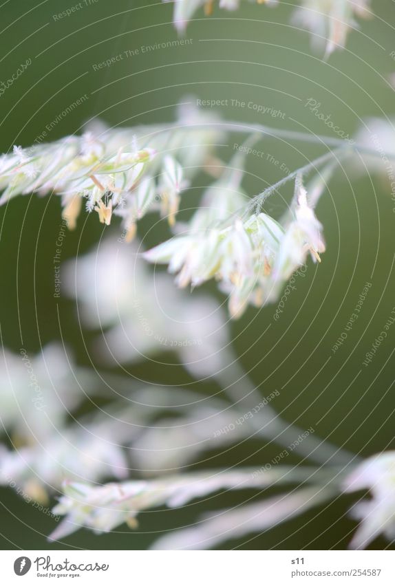 blühendes Gras Umwelt Natur Pflanze Blüte Garten Wiese Blühend ästhetisch elegant fantastisch klein natürlich schön grün weiß Kraft Staubbeutel Gedeckte Farben