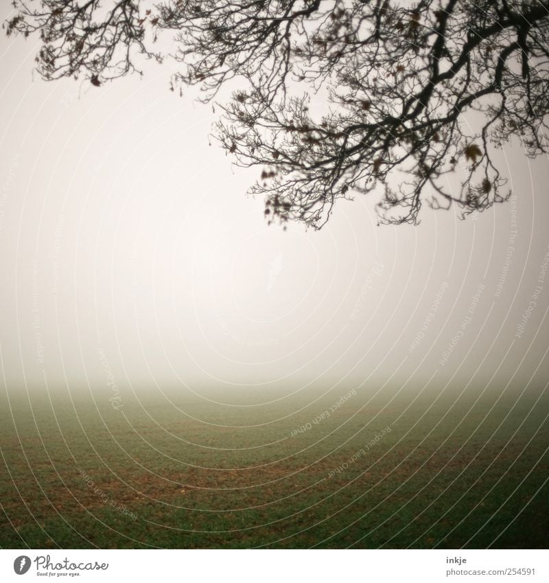 spooky Q Natur Landschaft Himmel Horizont Herbst Klima Nebel Baum Gras Ast Feld dunkel hell kalt natürlich trist braun grün weiß Stimmung Idylle Ferne ruhig