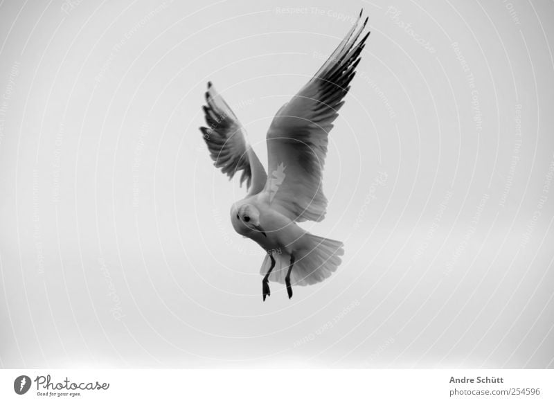 Pls don't feet seagulls ! Natur Himmel Wolken Tier Vogel Möwe 1 fliegen trist grau schwarz weiß Bewegung Schwarzweißfoto Außenaufnahme Menschenleer