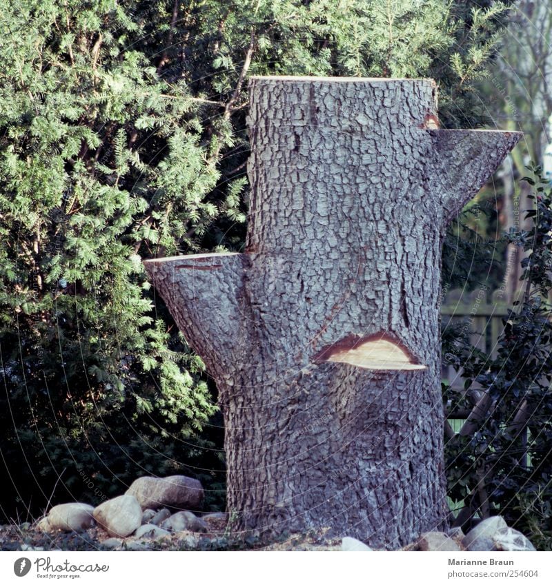 Zweites Leben Natur Baum braun gelb grün Baumstamm Stummel Rest Ablage Ast 3 Baumrinde Lärche Untergestell Unterlage Ständer Stützklotz Piedestal gefallen