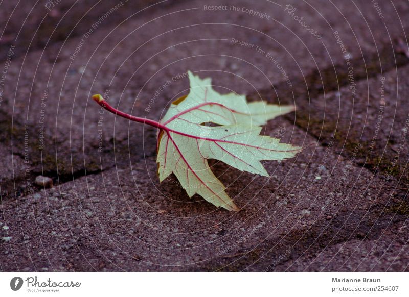 Adern Blatt grün rot Ahorn Ahornblatt Blattadern geädert Tau Wasser Wassertropfen Kopfsteinpflaster Pflastersteine Fuge Moos Herbstlaub gefallen