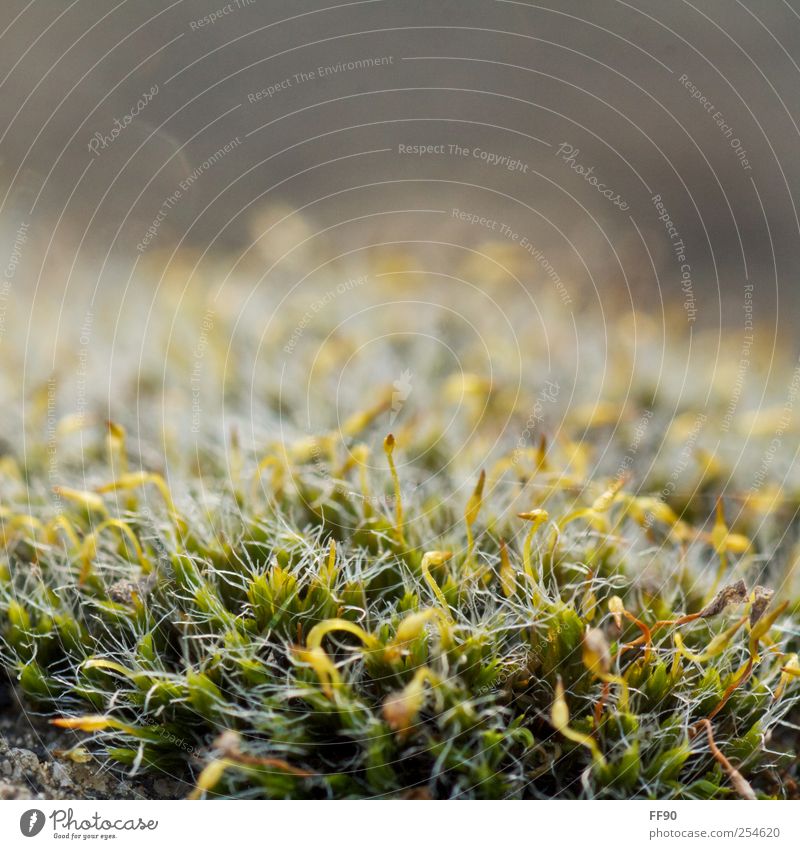 Ohne Moos... Umwelt Natur Pflanze Herbst Wachstum Farbfoto Außenaufnahme Makroaufnahme Menschenleer Starke Tiefenschärfe