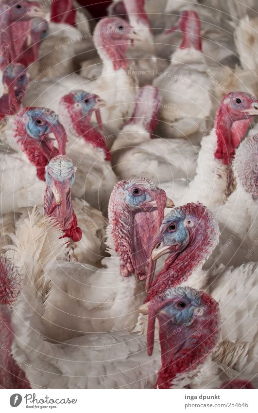 for a better life Fleisch Tier Nutztier Vogel Pute Truthahn Tiergruppe hässlich Tierliebe Umwelt Umweltschutz Körperhaltung Tierhaltung Tierpfleger