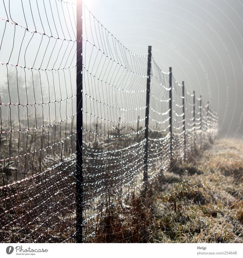 Moschndrohtzäun... Umwelt Natur Landschaft Pflanze Herbst Schönes Wetter Nebel Eis Frost Baum Gras Nutzpflanze Wildpflanze Tanne Wiese Schonung Zaun Zaunpfahl