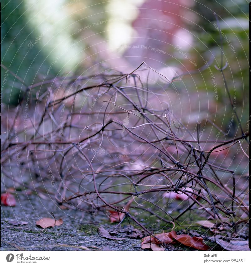 Bokeh-Monster Natur Herbst Pflanze Sträucher verblüht dehydrieren ästhetisch schön Unschärfe Farbfoto Gedeckte Farben Außenaufnahme Detailaufnahme Muster