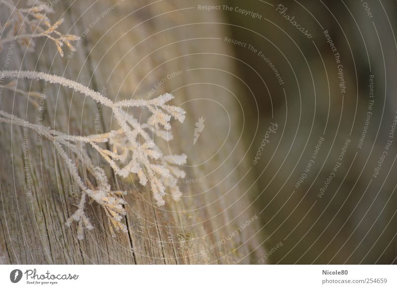 frostiges Gras Natur ästhetisch Frost Raureif Holz zart kalt gefroren zerbrechlich Farbfoto Gedeckte Farben Außenaufnahme Nahaufnahme Detailaufnahme