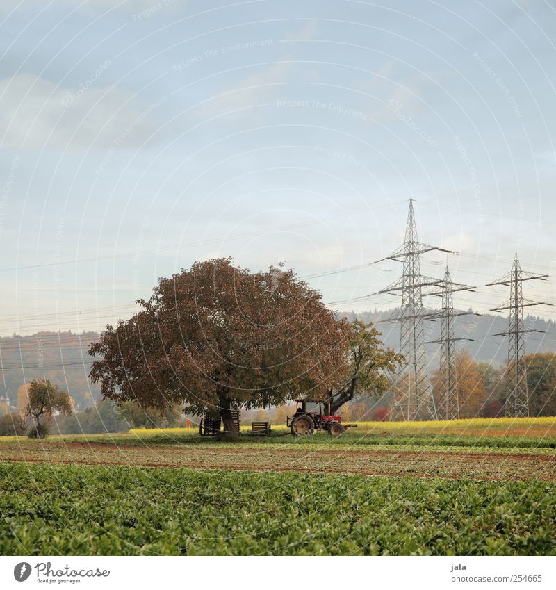 landwirtschaft Landwirtschaft Forstwirtschaft Umwelt Natur Landschaft Himmel Herbst Pflanze Baum Grünpflanze Nutzpflanze Feld Traktor natürlich Strommast Ernte