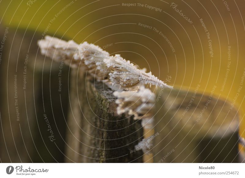 frostiger Zaungast Natur kalt Gras Gartenzaun Frost gefroren Winter Farbfoto Gedeckte Farben Außenaufnahme Menschenleer Textfreiraum rechts Morgen