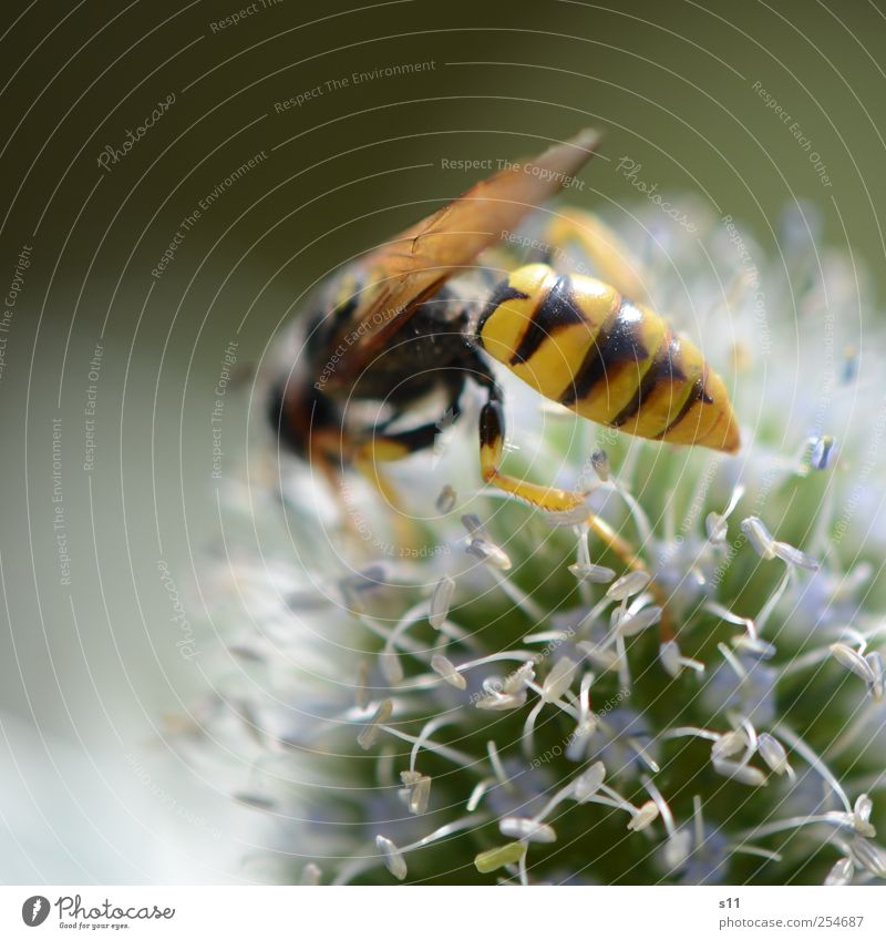 scharfer Hintern Umwelt Pflanze Tier Sommer Blume Blüte Wespen 1 Arbeit & Erwerbstätigkeit Bewegung Blühend Duft fliegen krabbeln hell nah schön Spitze