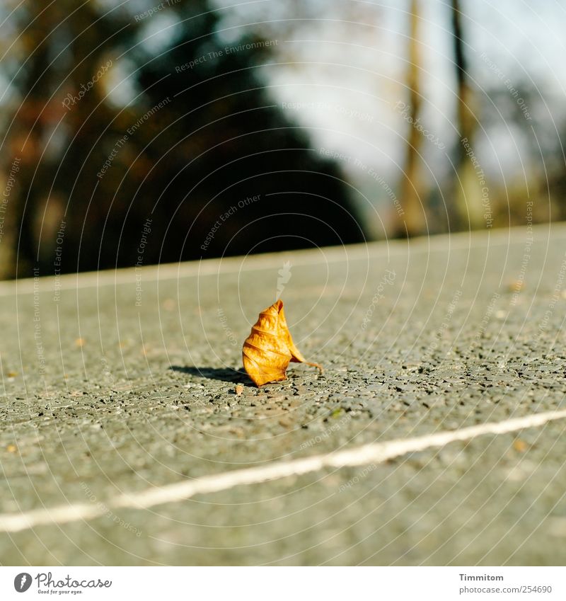 Ein großer Moment! Freizeit & Hobby Spielen Tischtennisplatte Umwelt Pflanze Herbst Blatt Park Stein Beton ästhetisch grau weiß Begeisterung Wahrheit