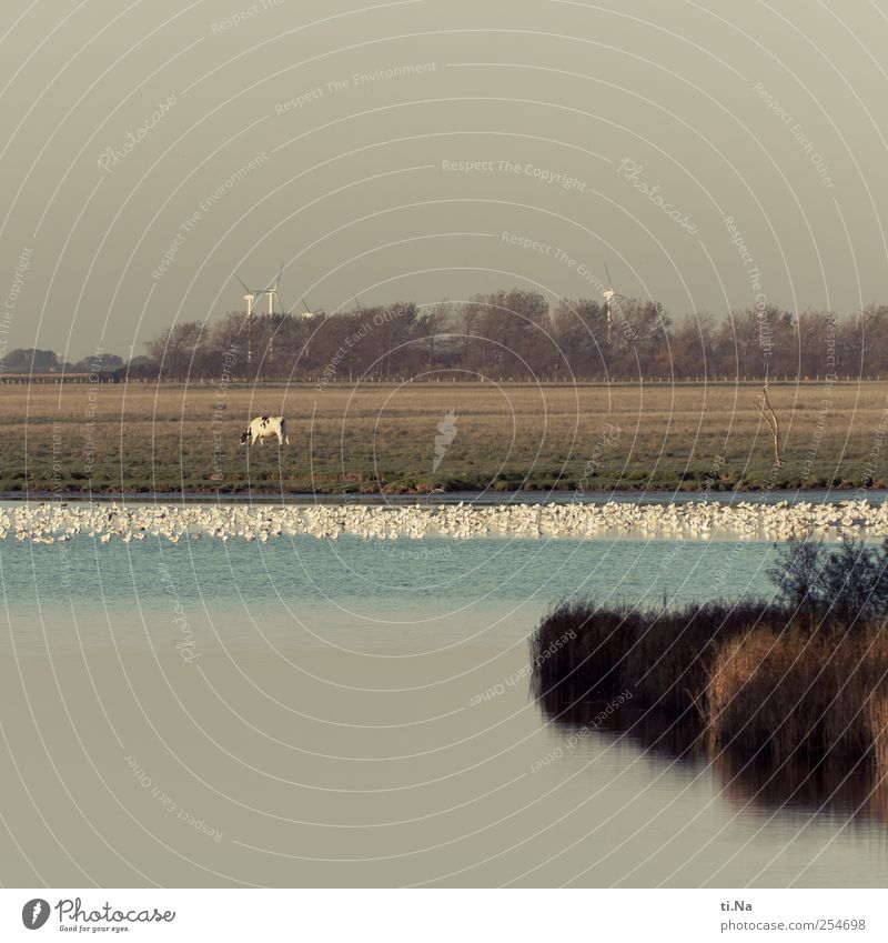 Möwenversammlungsstätte Sonnenlicht Herbst Schönes Wetter Gras Sträucher Küste Nordsee Nutztier Wildtier Kuh 1 Tier Schwarm Fressen schlafen stehen kuschlig