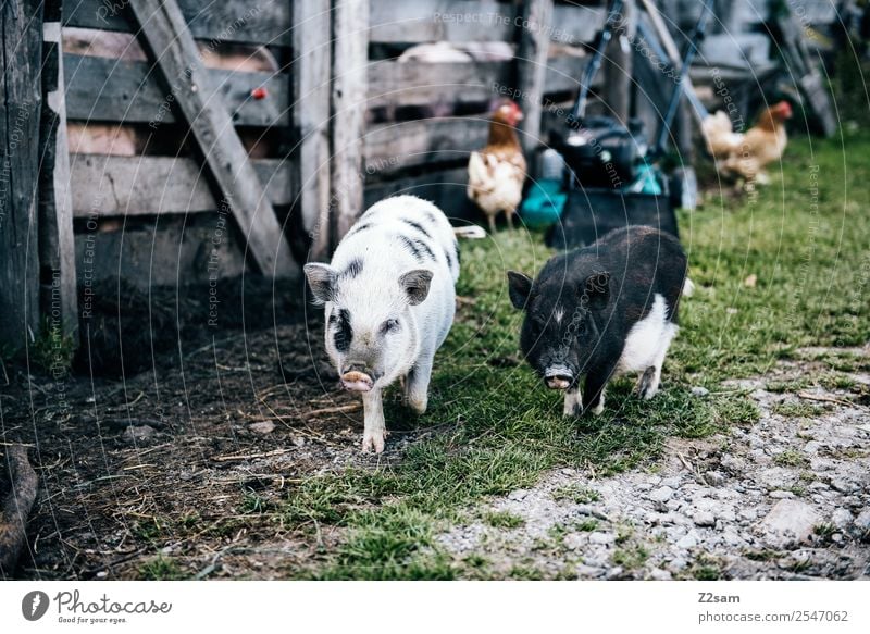 Minischweine Natur Landschaft Sommer Schönes Wetter Wiese Haustier Schwein Hausschwein Bewegung gehen laufen frech Zusammensein klein natürlich niedlich