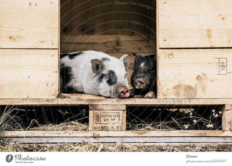 Minischweine Natur Landschaft Sommer Wiese Haustier Schwein minischweine 2 Tier Erholung genießen liegen schlafen natürlich niedlich Liebe Tierliebe