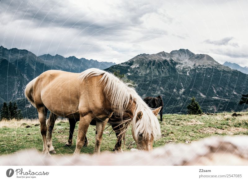 Pitztaler Pferde Ferien & Urlaub & Reisen Abenteuer Berge u. Gebirge wandern Umwelt Natur Landschaft Himmel Wolken Sommer Wiese Alpen 1 Tier Herde Essen füttern