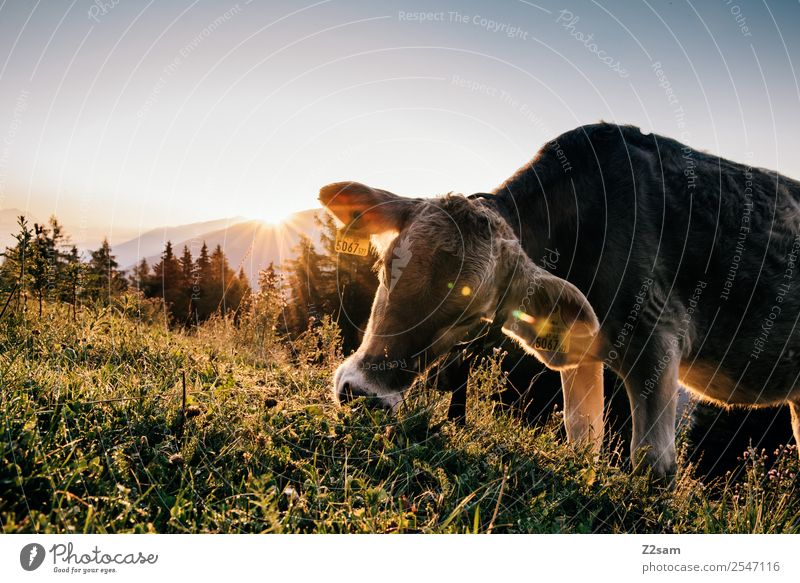 Kuh vor Sonnenaufgang Ferien & Urlaub & Reisen Tourismus wandern Natur Landschaft Sonnenuntergang Sonnenlicht Sommer Schönes Wetter Gras Alpen Berge u. Gebirge