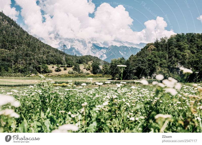 Inntal Ferien & Urlaub & Reisen Ausflug wandern Umwelt Natur Landschaft Sommer Schönes Wetter Pflanze Blume Gras Alpen Berge u. Gebirge ästhetisch frisch