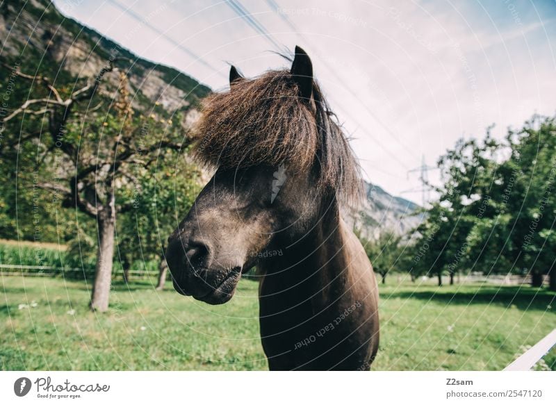 Inntales Pferd Natur Landschaft Sommer Schönes Wetter Baum Gras Blick stehen ästhetisch elegant natürlich Coolness ruhig Idylle nachhaltig Perspektive 2018