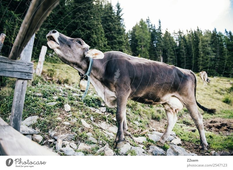 Muhende Kuh Berge u. Gebirge wandern Umwelt Natur Landschaft Sommer Schönes Wetter Wiese Alpen nachhaltig natürlich rebellisch ruhig Idylle Umweltschutz e5