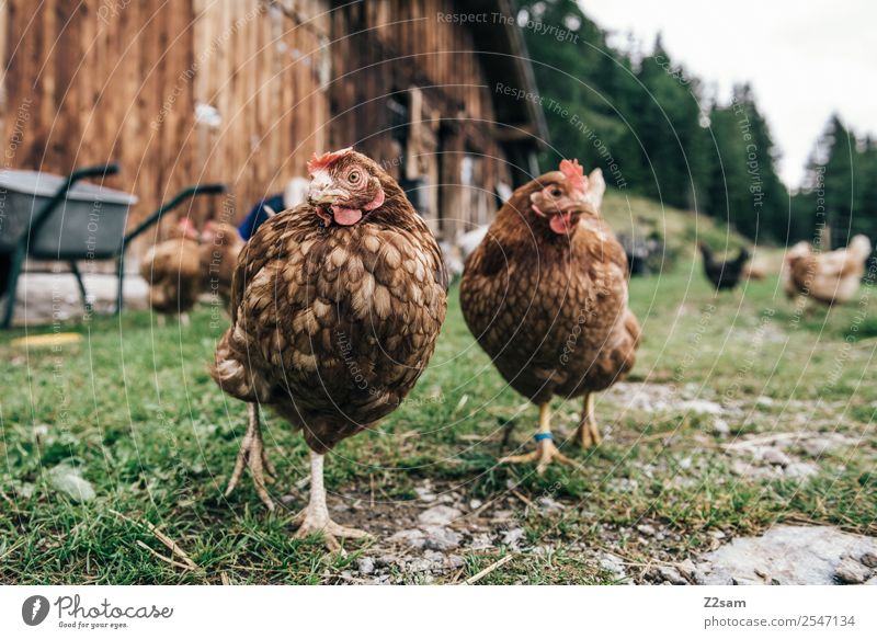 Hühner Umwelt Natur Landschaft Wald Nutztier Hühnervögel 2 Tier stehen nachhaltig natürlich Erholung Freizeit & Hobby Idylle Perspektive ruhig Umweltschutz