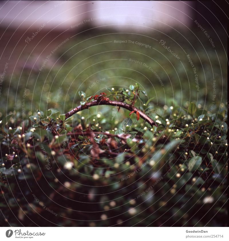 Vergänglich. Natur Winter Wetter Pflanze Gras Sträucher Blatt Grünpflanze Nutzpflanze authentisch kalt natürlich schön Farbfoto Außenaufnahme Tag Licht