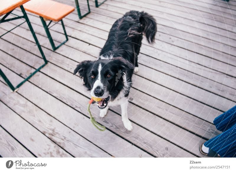 Gusti der Hund 1 Tier Blick Spielen Freundlichkeit klug Vorfreude Vertrauen Sympathie Freundschaft Tierliebe Perspektive Bundesland Tirol Hütte Terrasse