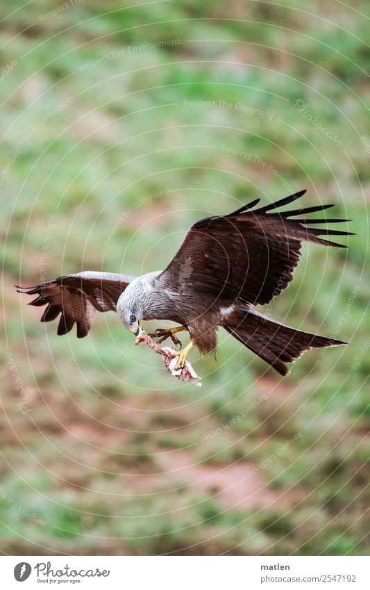 meat to go Tier Wildtier Vogel Krallen Pfote 1 fliegen Fressen wild braun grün Beute Bussard Greifvogel Farbfoto Außenaufnahme Textfreiraum links