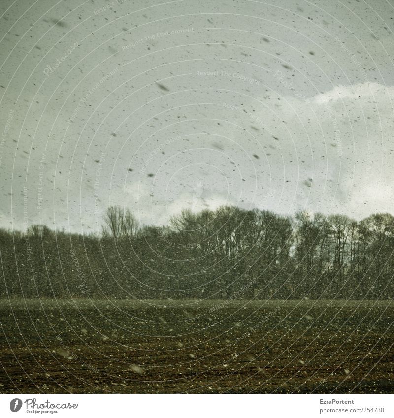 tangle flakes Natur Landschaft Pflanze Erde Luft Himmel Wolken Herbst Winter schlechtes Wetter Schnee Schneefall Baum Feld Wald dunkel braun grau grün