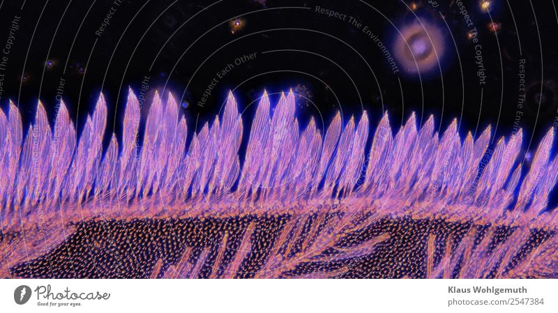 Flügelschuppen am Flügel einer Mücke im Dunkelfeld unter dem Mikorskop Umwelt Natur Tier Himmel Nachthimmel Frühling Sommer Herbst Schuppen Stechmücke 1