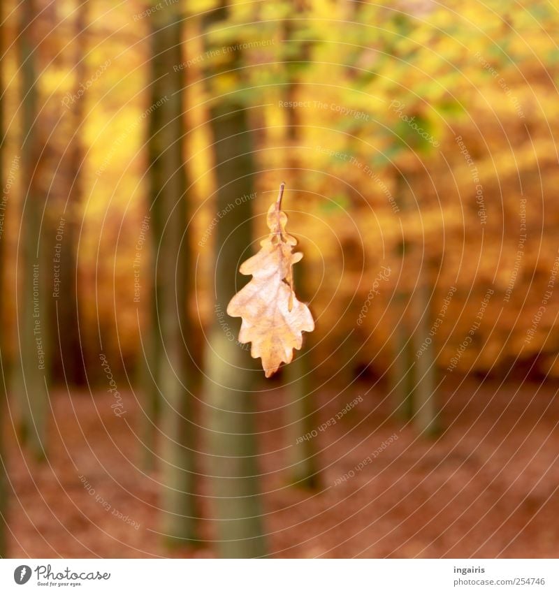 Herbstlicher Fall Natur Landschaft Pflanze Baum Blatt Wald alt Bewegung fallen fliegen braun gelb grün Stimmung Klima Umwelt Vergänglichkeit herbstlich welk