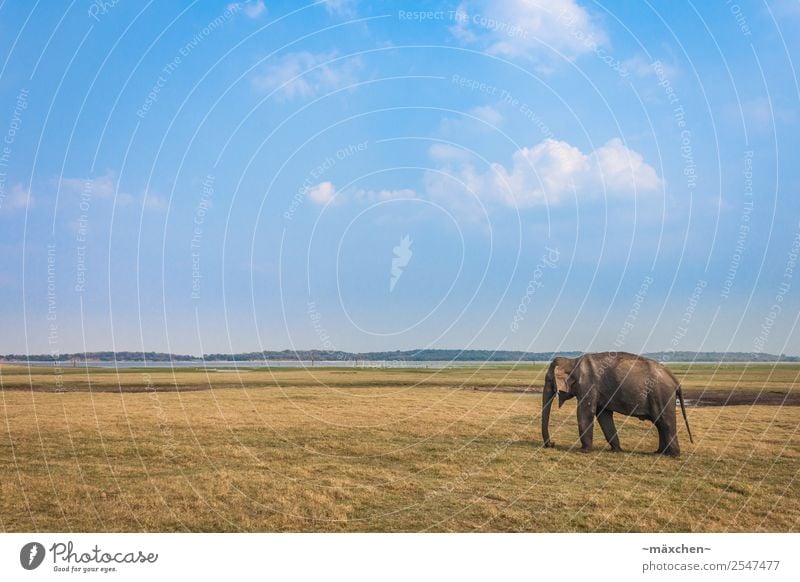 einzelner Elefant Ferien & Urlaub & Reisen Ferne Freiheit Safari Expedition Sommer Natur Wiese Tier Wildtier Elefantenhaut 1 Erholung Essen stehen alt Weisheit