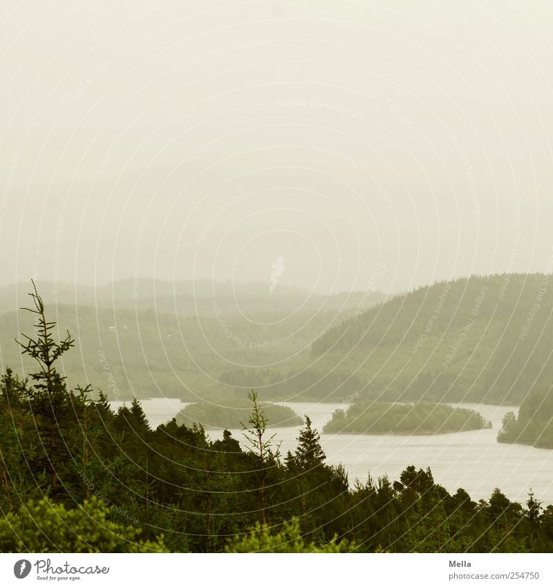 Der Horizont ist gerade. Umwelt Natur Landschaft schlechtes Wetter Nebel Baum Tanne Hügel See Ferne natürlich trist grau grün Schottland Insel Wald Nadelbaum